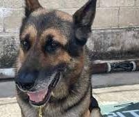 VIDEO Lamentan muerte de Bak, perrito de Aduanas atacado por un panal de abejas