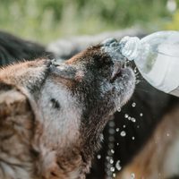 ¿Jadea mucho? Qué hacer ante un golpe de calor en perros y gatos