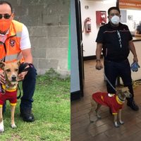 Rescatan a perro "Flash" en la estación Tacuba del Metro CDMX
