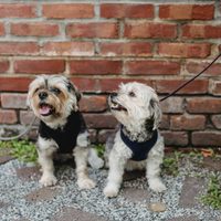 Habrá paseo masivo de perritos en Bosque de Aragón