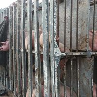 VIDEO Trálier con cerdos se voltea en la carretera México-Cuernavaca