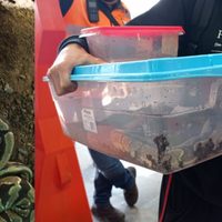 Detienen a pasajero del Metro CDMX por viajar con serpiente en una caja