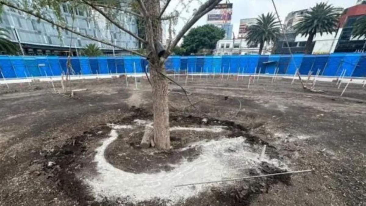 Daño al ahuehuete tiene un “objetivo político”, aseveró Sheinbaum