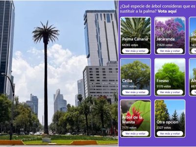 Este 8 de mayo cierra la CONSULTA para decidir árbol en la Glorieta de la PALMA