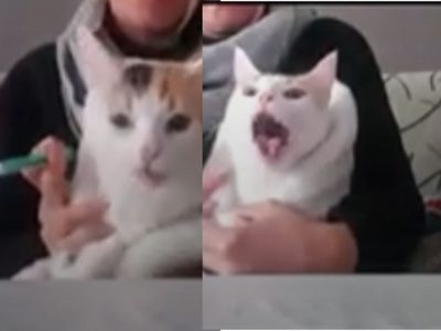Gatita hace muecas divertidas tras recibir medicación y se hace viral