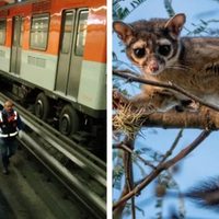 Cacomixtle, el más buscado en la L7 del Metro