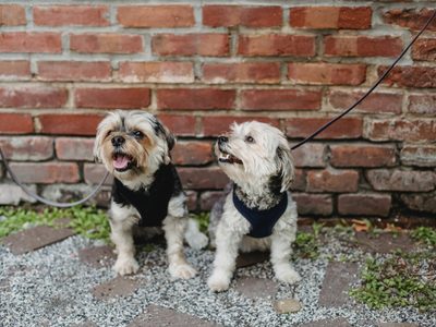 Habrá paseo masivo de perritos en Bosque de Aragón
