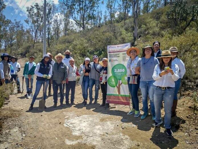 Se plantaron 2 mil 550 especies de piñón, con lo que se beneficiarán 9 municipios y 39 mil 591 hidalguenses, así como conservar este importante nombramiento de la UNESCO que distingue a la entidad hidalguense a nivel mundial