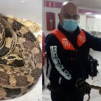 Encuentran una serpiente enorme en el Metro Boulevard Puerto Aéreo