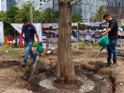 Ahuehuete de Reforma es amurallado por estos motivos