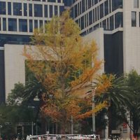 Qué le pasa al nuevo Ahuehuete de Reforma según el Gobierno CDMX