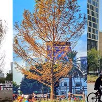 FOTOS Ahuehuete de Reforma luce muy seco a una semana de plantarlo