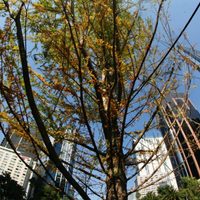 10 datos sobre el nuevo Ahuehuete de Reforma en la CDMX