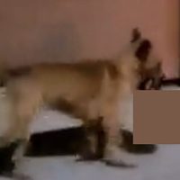 VIDEO: Perro lleva cabeza humana en el hocico en Zacatecas