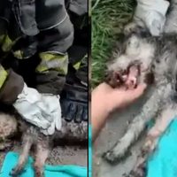 VIDEO: Los buenos somos más: Bomberos rescataron a perrito intoxicado
