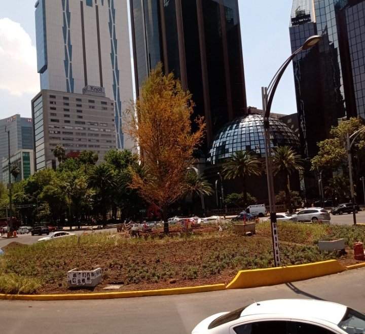 El ahuehuete de Reforma se está secando y se acusa a una mala planeación de su plantación