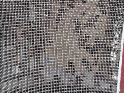 VIDEO retiran enjambre de abejas en la estación Taxqueña del Metro en CDMX