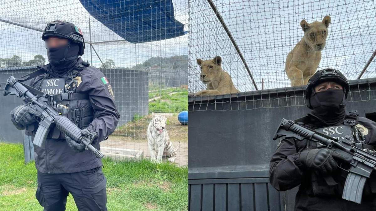 Por denuncias de maltrato animal, realizan rescate de 177 tigres y leones. Foto: SSC
