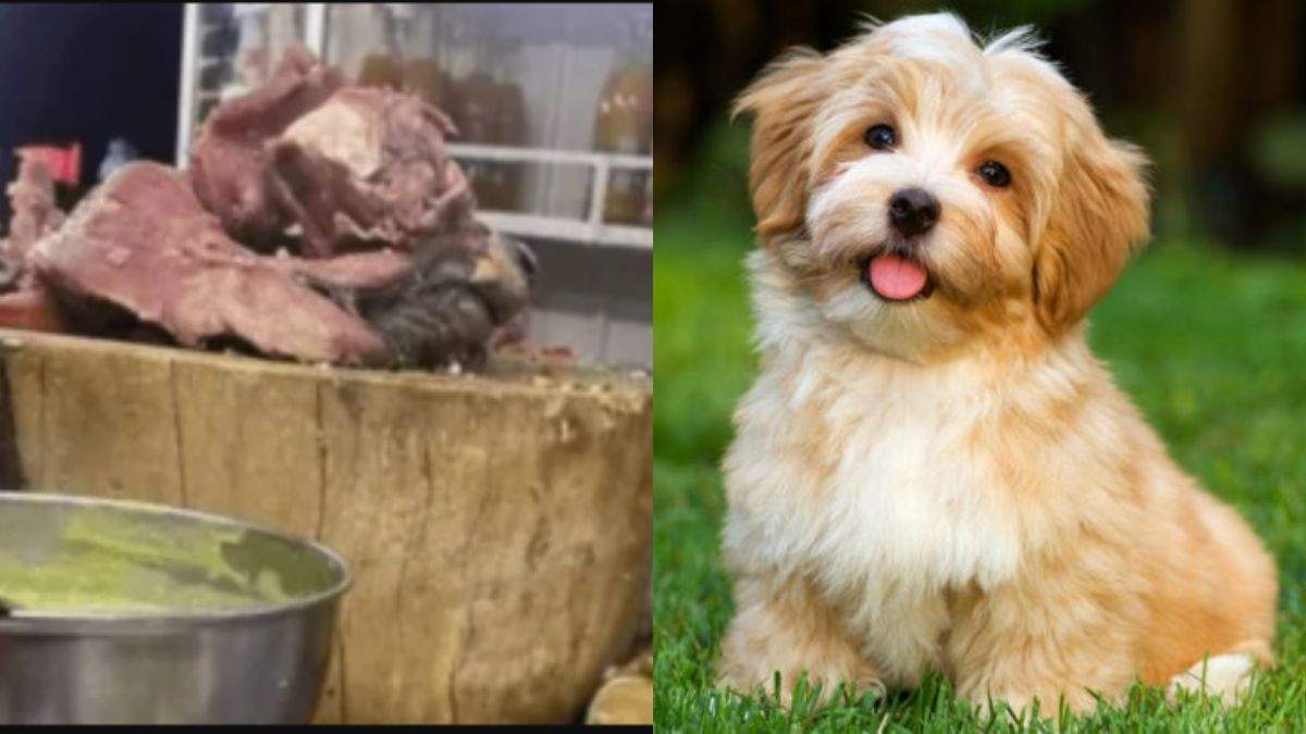 Se cree que los tacos están hechos con carne de perro