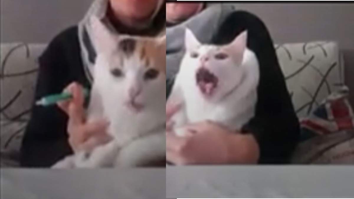 La felina peluda demostró que no solo los humanos detestan el sabor de los medicamentos con graciosas muecas