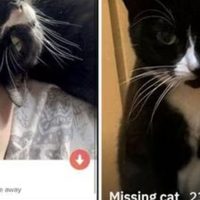 Pierde a su gatita y le abre perfil en Grindr para encontrarla