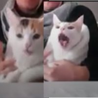 Gatita hace muecas divertidas tras recibir medicación y se hace viral