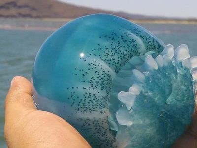 En Sonora, cárteles pescan y comercian con medusas