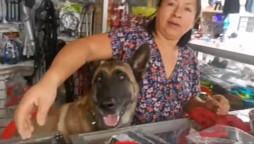 VIDEO ¿Y tu perro qué hace? Esta perrita atiende a los clientes en ferretería. Foto: Captura
