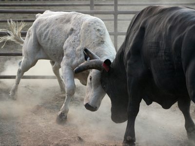 Por esto suspenden corridas de toros en CDMX