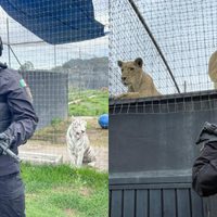 Histórico rescate de 177 tigres y leones en el Ajusco fue por maltrato animal