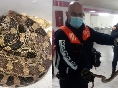 Encuentran una serpiente enorme en el Metro Boulevard Puerto Aéreo