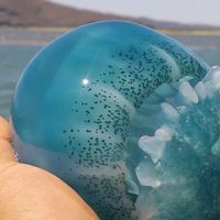 En Sonora, cárteles pescan y comercian con medusas