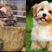 VIRAL ¿Tacos de wawacoa? Viralizan cabeza de perro en taquería de CDMX