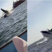 VIDEO ¡Heridos! Ballena salta del agua y cae sobre turistas en Sinaloa