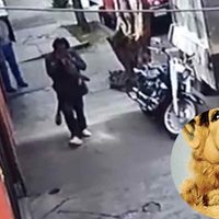 ¿Alf, eres tú? El comegatos ha regresado a Azcapotzalco CDMX