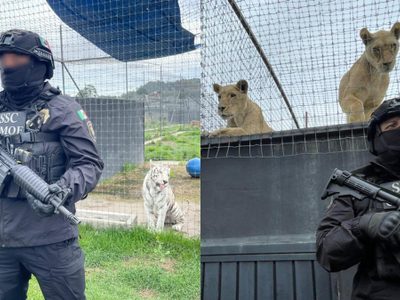 Histórico rescate de 177 tigres y leones en el Ajusco fue por maltrato animal
