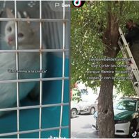 VIDEO Gatito de CDMX se hace viral tras ser rescatado de un árbol por bomberos