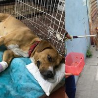 Metro CDMX rescata y recupera a Teco el nuevo perrito de su albergue