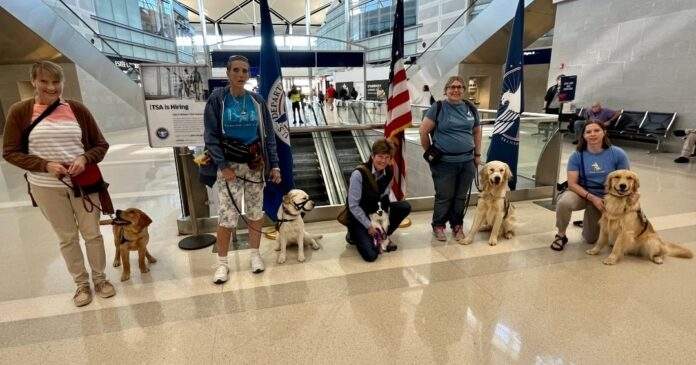 Cinco cachorros de las razas labrador, golden retriever y papillón son entrenados en el Aeropuerto Metropolitano de Detroit como asistentes de personas con discapacidad.