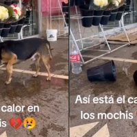 Este perrito se refresca de la ola de calor de manera curiosa
