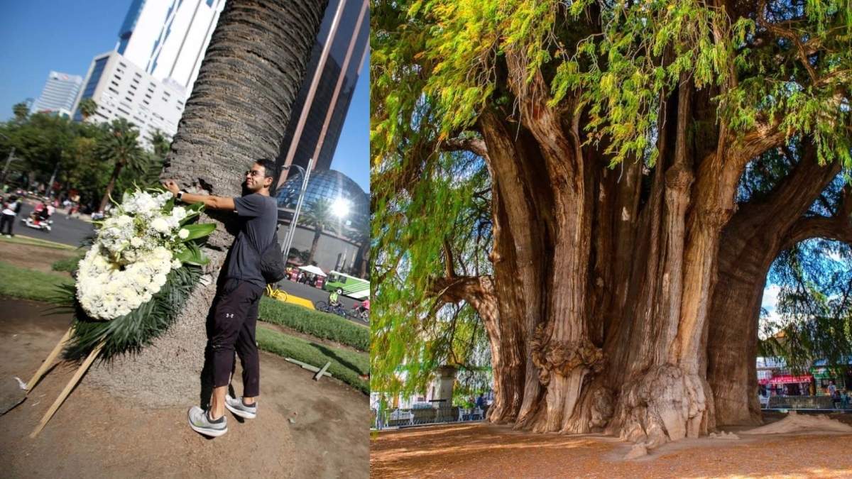 La CDMX plantará un ahuehuete en donde se encontraba una palmera. Foto: Especial