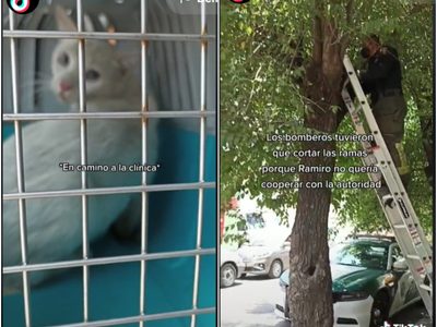 VIDEO Gatito de CDMX se hace viral tras ser rescatado de un árbol por bomberos
