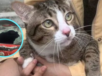 Así sobrevivió este gato con sobrepeso tras una caída