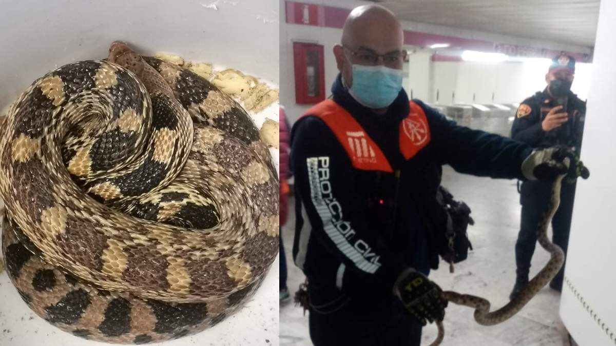 Encuentran una serpiente enorme en el Metro Boulevard Puerto Aéreo. Foto: Metro CDMX