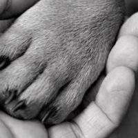 Perro quita comida a su hija, entonces lo mata y tira a la basura