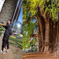Ahuehuete es el árbol ganador que será plantado en la Glorieta de la Palma