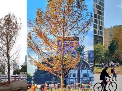 FOTOS Ahuehuete de Reforma luce muy seco a una semana de plantarlo