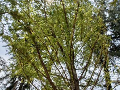 El ahuehuete para Paseo de la Reforma ya llegó a CDMX