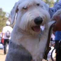 CANFEST Azcapotzalco 2022: ¡Esteriilización, vacunas antirrábicas y cortes GRATIS!