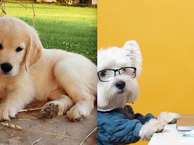 OJO: estas son las multas que pagarás por no cuidar a tu perrito